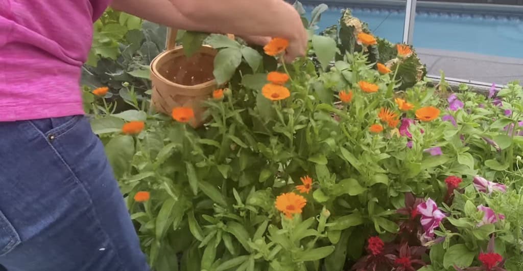 Calendula Flowers